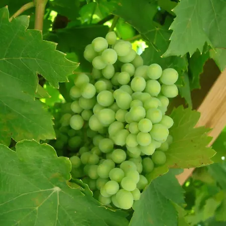 Villa La Vigne, Fully Modernised Dated 1882 Incl Swimming Pool